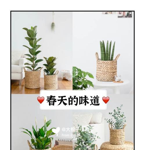 草编花盆中玫瑰花的养护方法是什么？