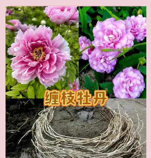 新手如何在盆里栽种牡丹花？盆栽牡丹花需要注意什么？
