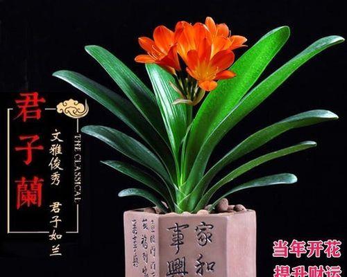 君子兰苗多久能开花？