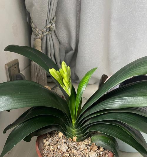 君子兰苗多久能开花？