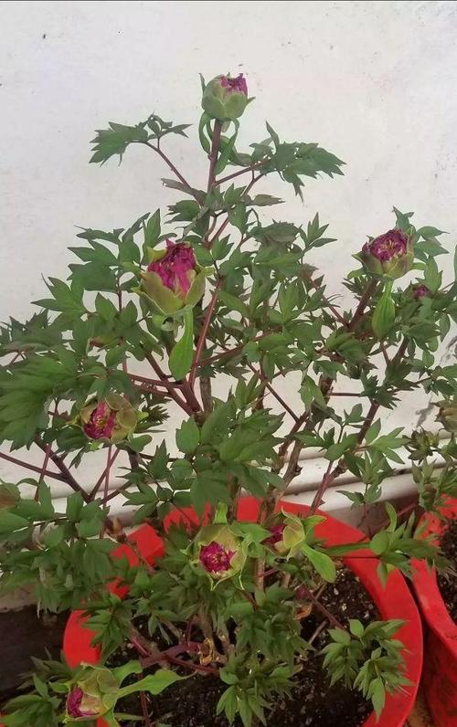 院里种植牡丹花的步骤是什么？如何确保其良好生长？