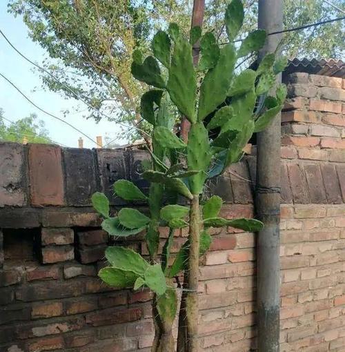 松果团扇仙人掌种植需要注意什么？
