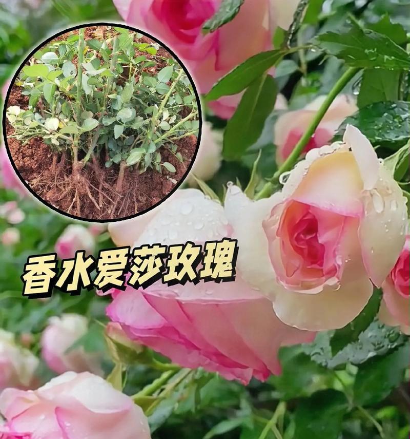 玫瑰花全年养护需要注意哪些方面？如何保持花期长？