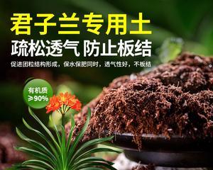 多肉君子兰开花的秘诀是什么？如何正确养护？