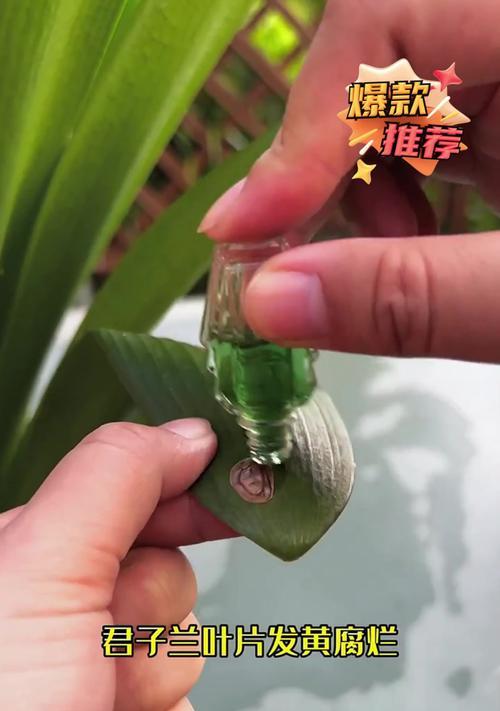 君子兰养法君子兰发黄怎么办？如何解决君子兰发黄的问题？