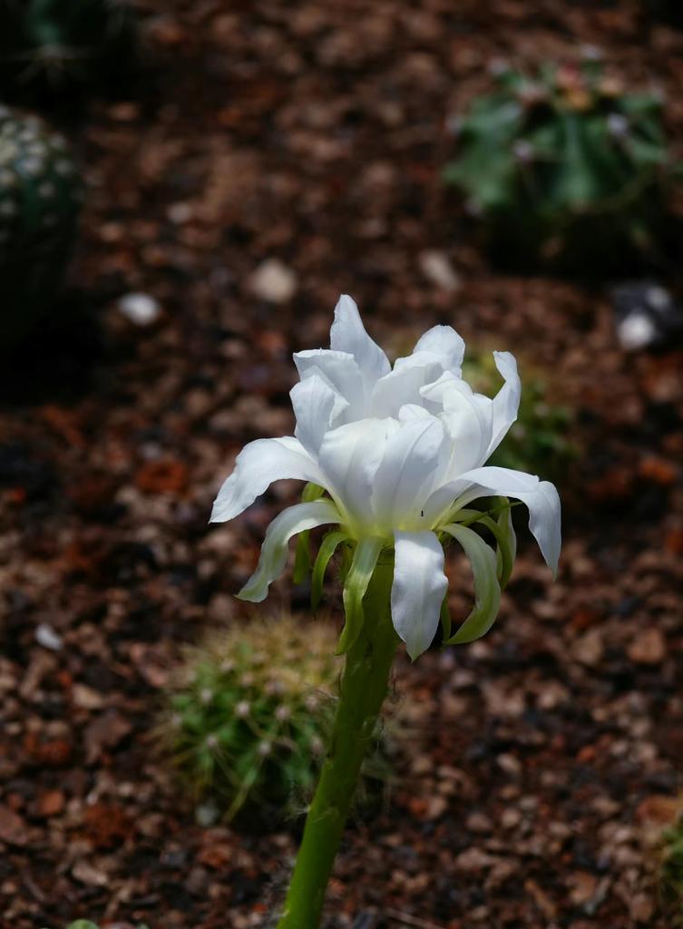 两朵仙人球白花养护美观方法？