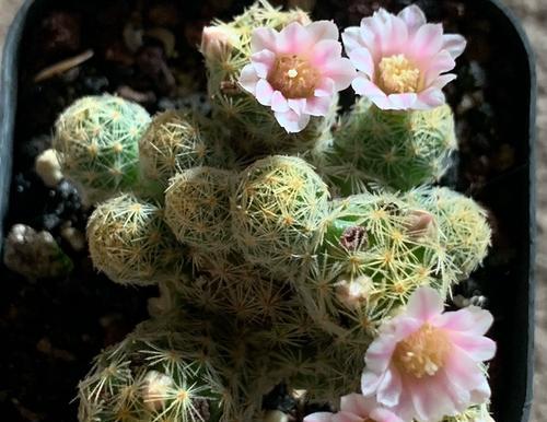两朵仙人球白花养护美观方法？