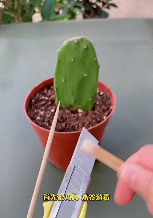 仙人掌嫁接蟹爪兰架子的价格是多少？哪里可以购买？