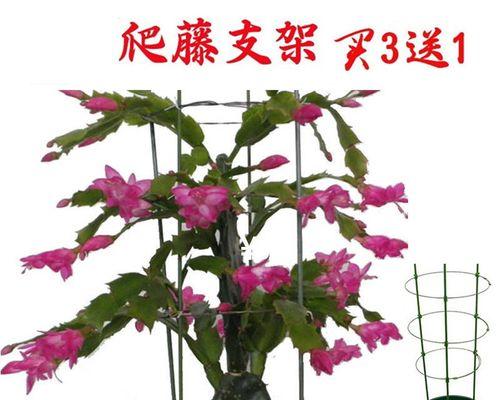 仙人掌嫁接蟹爪兰架子的价格是多少？哪里可以购买？