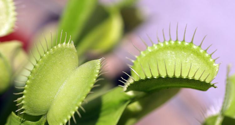 仙人掌毛毛虫盆栽大盆的养护要点是什么？如何防止病虫害？