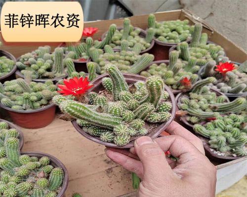仙人掌毛毛虫盆栽大盆的养护要点是什么？如何防止病虫害？