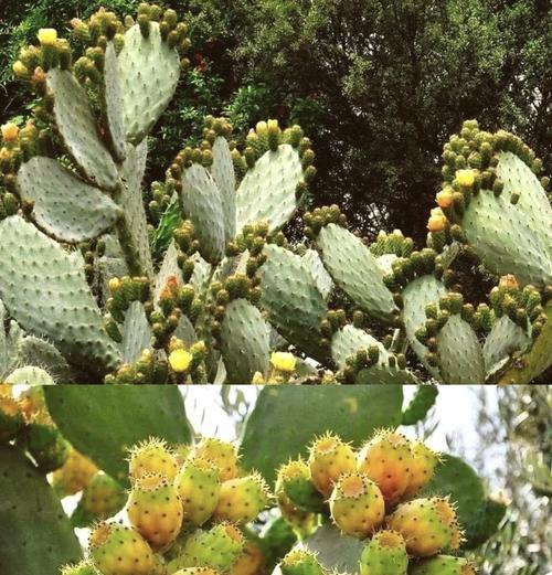橙花梨果仙人掌怎么种植？橙花梨果仙人掌的种植方法是什么？