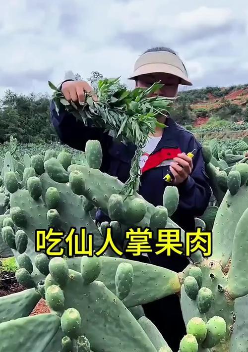 橙花梨果仙人掌怎么种植？橙花梨果仙人掌的种植方法是什么？