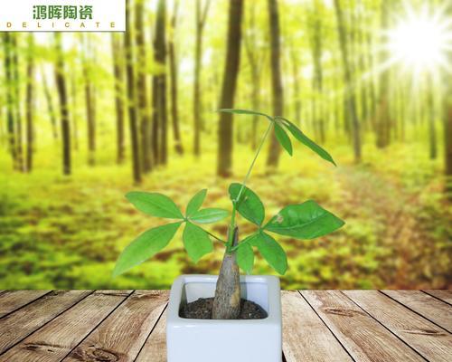 仙人掌花盆专用肥料的正确使用方法是什么？