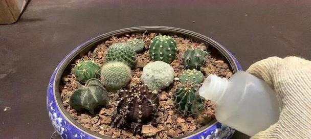 仙人球扩繁和促进开花的技巧有哪些？