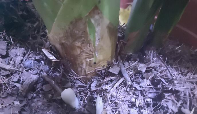 大棵君子兰多久浇水一次？如何判断浇水时机？
