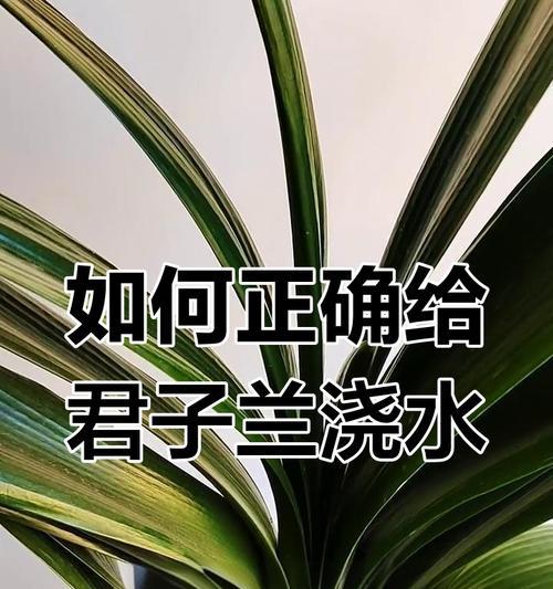 大棵君子兰多久浇水一次？如何判断浇水时机？