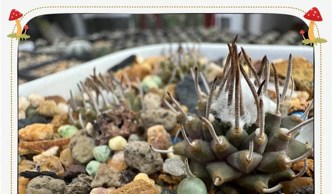 小仙人球种植存活的方法是什么？