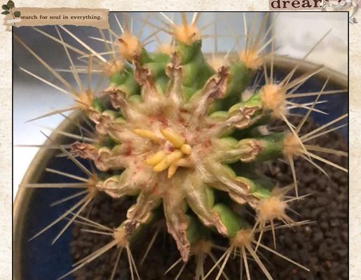 小仙人球种植存活的方法是什么？