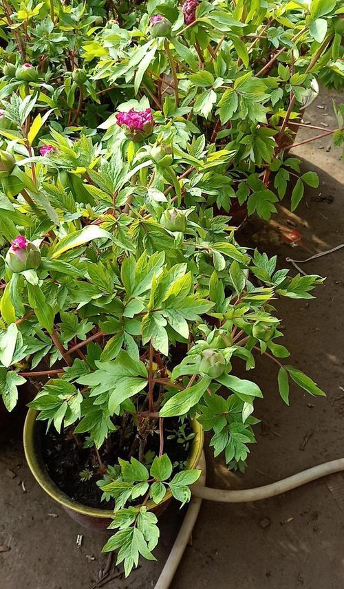 牡丹花如何包种活？怎样才能养好牡丹花？