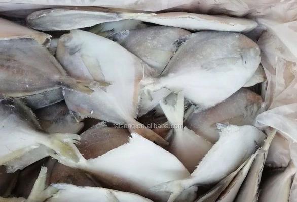 白鸡鱼仙人球的养殖难度如何？