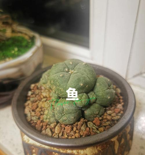 白鸡鱼仙人球的养殖难度如何？