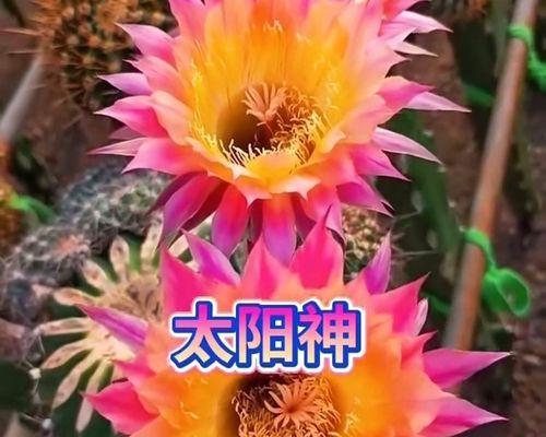正午玉仙人球开花时遇到问题怎么办？如何处理？