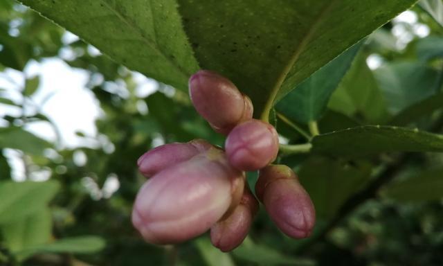 君子兰龙爪花的养护技巧是什么？如何让它开出美丽的花朵？