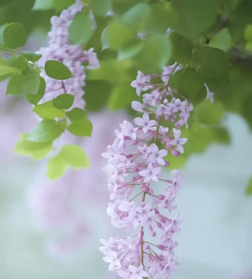 君子兰龙爪花的养护技巧是什么？如何让它开出美丽的花朵？