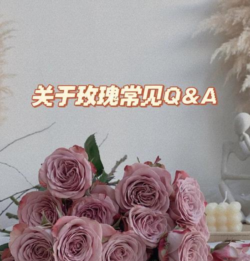 玫瑰花的正确剪摘方法是什么？如何保持新鲜？