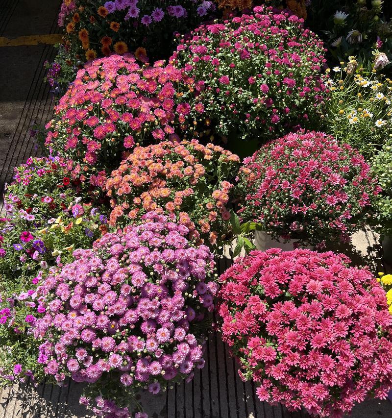 月季茉莉牡丹花养护管理要点？