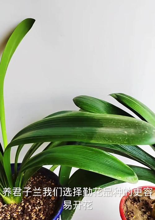 矿物岩种植君子兰好吗？矿物岩种植君子兰的正确方法是什么？