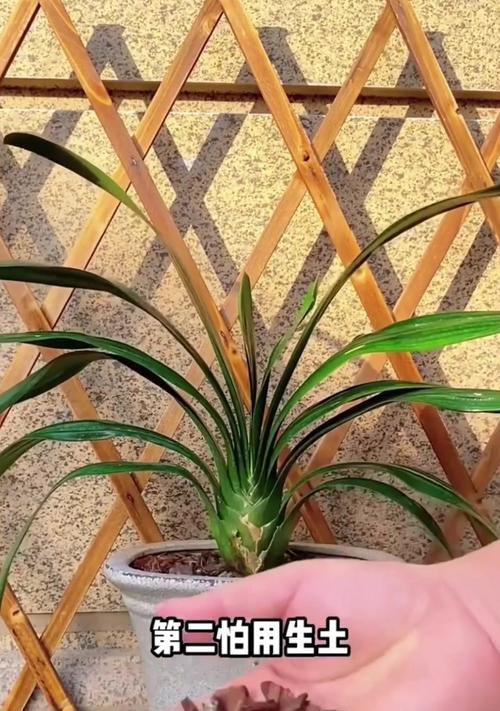 矿物岩种植君子兰好吗？矿物岩种植君子兰的正确方法是什么？