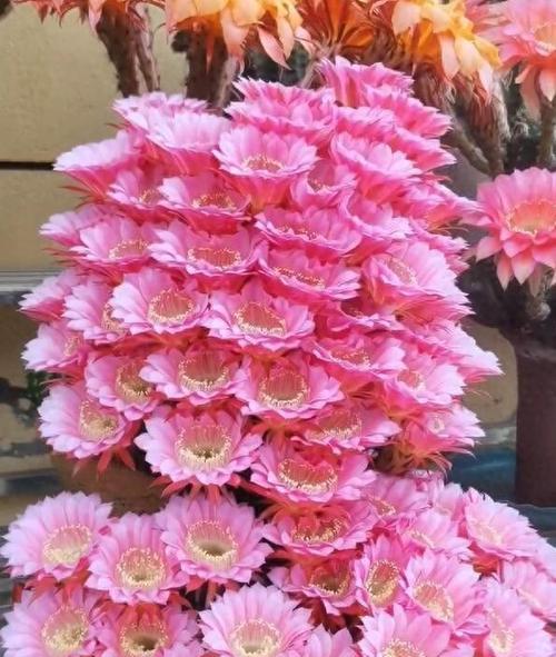 春蕾开花仙人球的养护和管理方法是什么？
