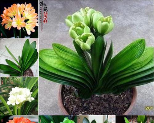 大红君子兰苗的养护和管理技巧有哪些？