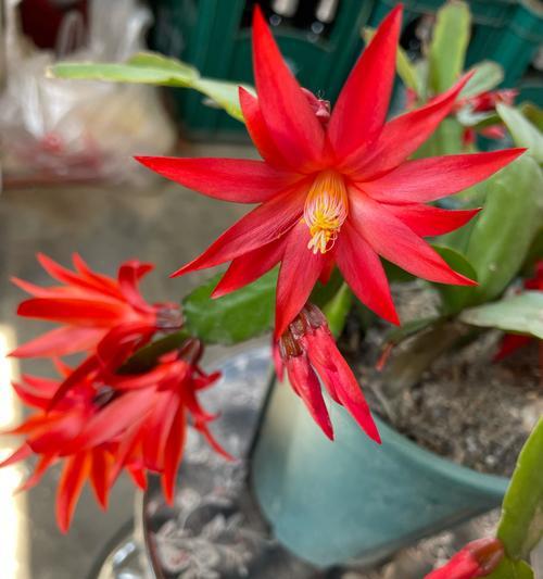 仙人掌球摘花蕊的方法是什么？