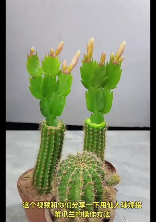 仙人掌球摘花蕊的方法是什么？
