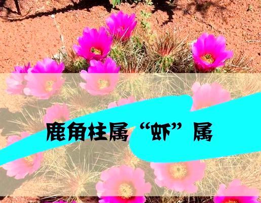 仙人掌鹿角柱的养殖技巧有哪些？