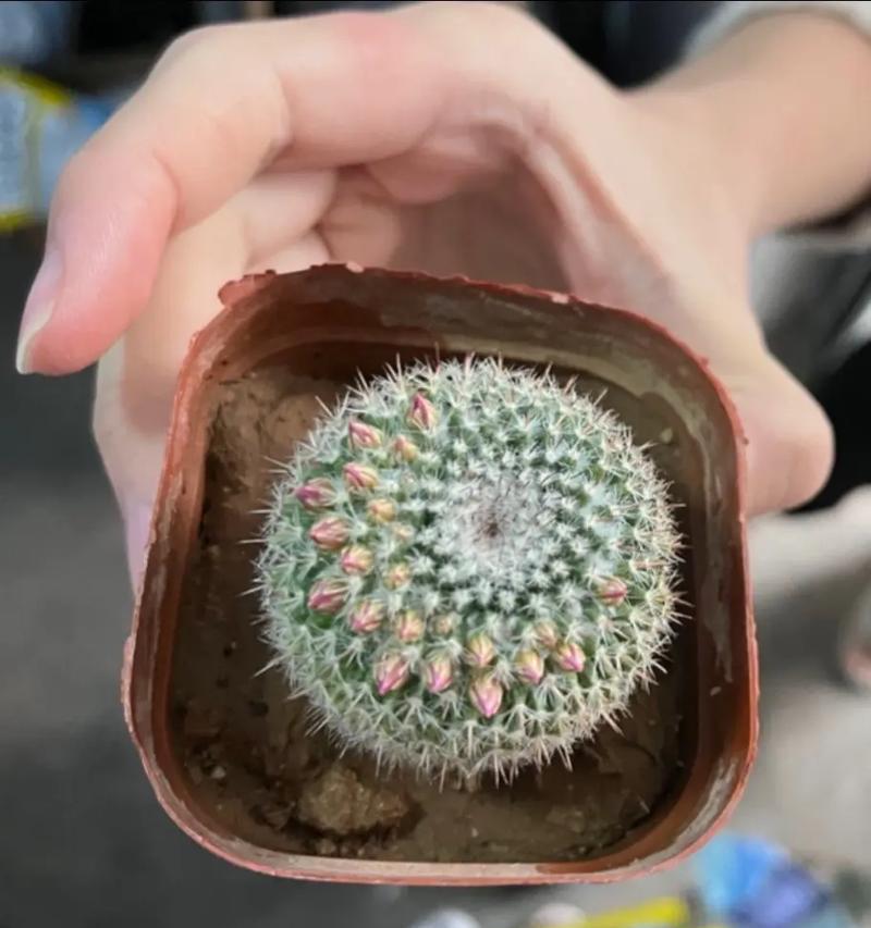 仙人球养殖时应该使用哪种盆？这种盆有什么特别之处？