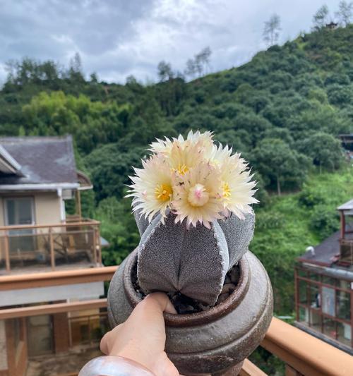 大凤玉仙人球的养护方法是什么？