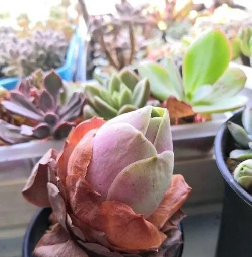 玫瑰花根部侧芽如何处理？处理的最佳时机是什么时候？