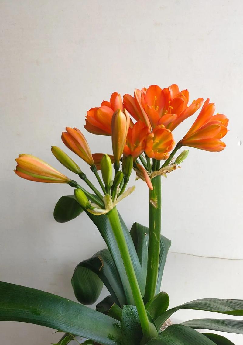 君子兰只开花不结果实的原因是什么？如何促进君子兰结种子？