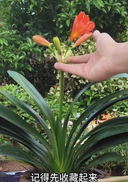 君子兰只开花不结果实的原因是什么？如何促进君子兰结种子？