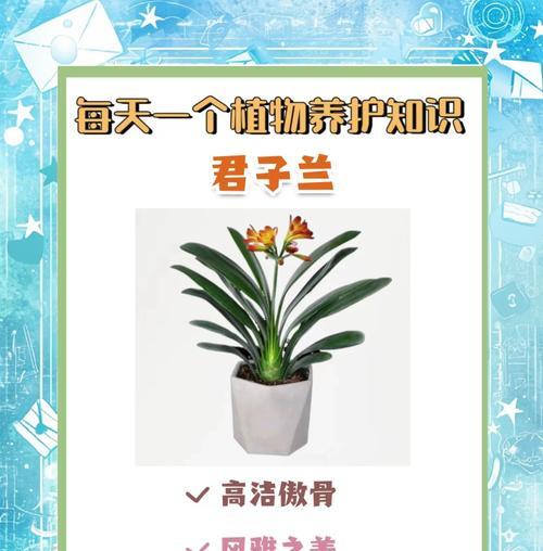北京君子兰栽培应选择哪种土壤？