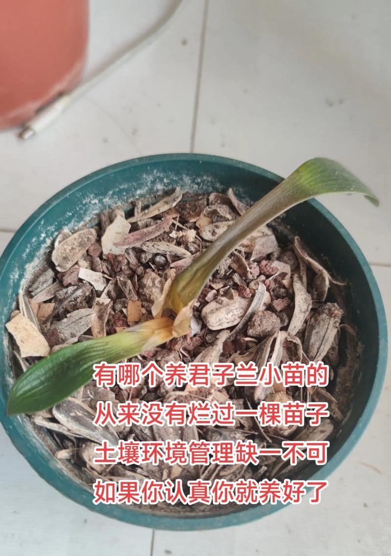 北京君子兰栽培应选择哪种土壤？
