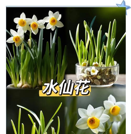 黄毛掌嫁接仙人球养护需要注意什么？如何正确养护？