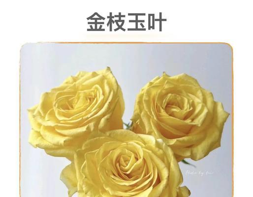 玫瑰花大叶子的正确名称是什么？