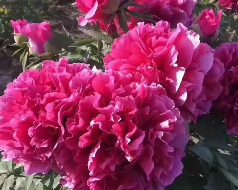 红色丹凤牡丹花的养护技巧有哪些？如何保持其颜色鲜艳？