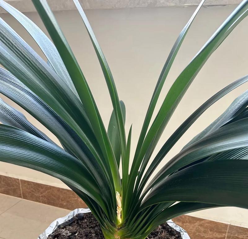 大叶君子兰多久能开花？如何促进花期？