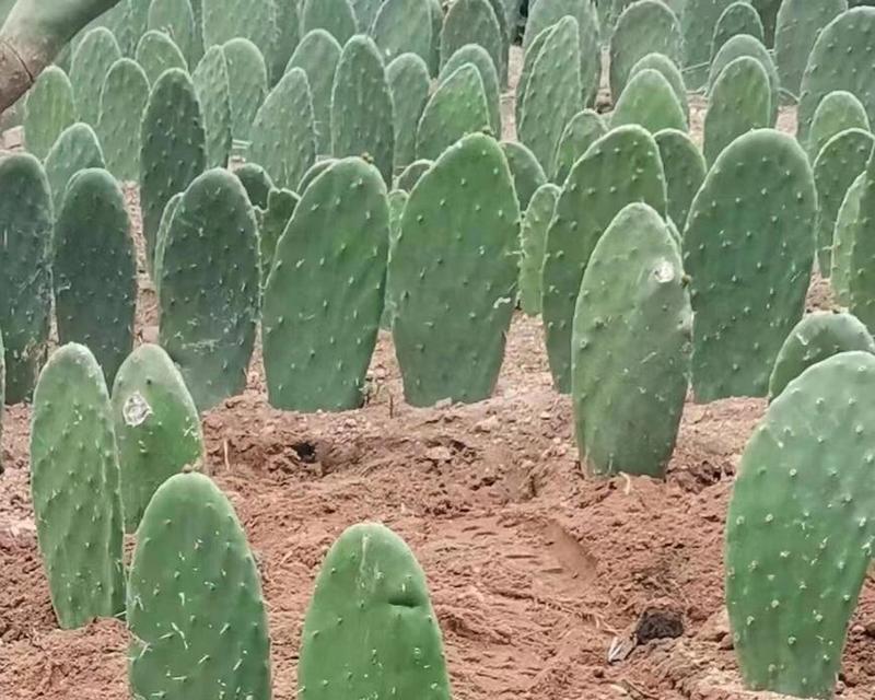 大棵仙人掌如何种植？有哪些技巧？